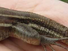 Eutrombicula alfreddugesi