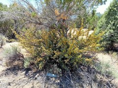 Berberis higginsiae