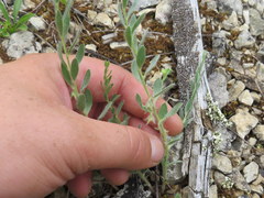 Evolvulus nuttallianus