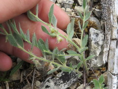 Evolvulus nuttallianus