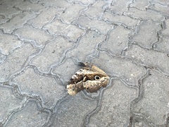 Caligo beltrao