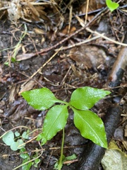 Asclepias quadrifolia