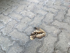 Caligo beltrao
