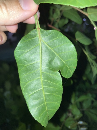 Schinus terebinthifolia iNat (3)