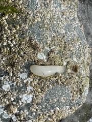 Doryteuthis opalescens