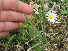 Astranthium integrifolium