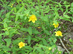 Hypericum frondosum