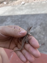 Anolis gingivinus
