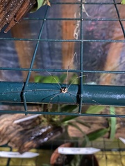 Leiobunum bimaculatum