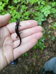 Desmognathus imitator