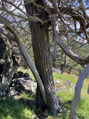 Juniperus maritima