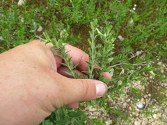 Lithospermum molle