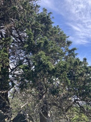 Juniperus maritima
