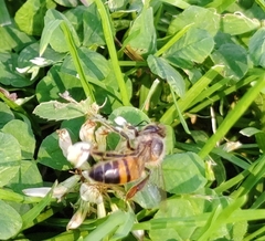 Apis mellifera