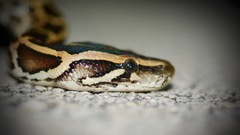 Python bivittatus image