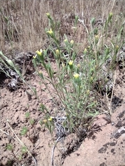 Rigiopappus leptocladus