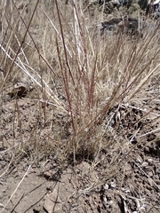 Scribneria bolanderi