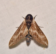 Neogene dynaeus