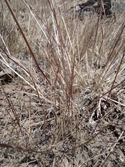 Scribneria bolanderi