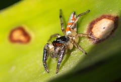 Psecas sumptuosus