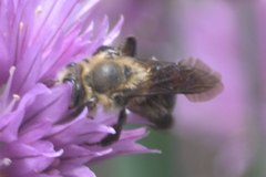 Melissodes desponsus