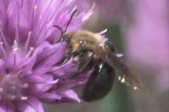 Melissodes desponsus