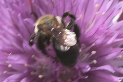 Melissodes desponsus