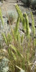 Agropyron cristatum