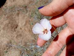 Calochortus palmeri