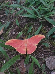 Copaxa syntheratoides