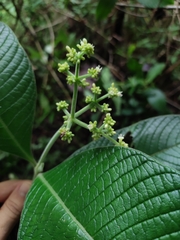Psychotria micrantha