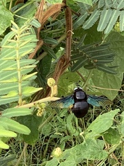 Xylocopa tenuiscapa
