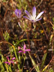 Brodiaea coronaria