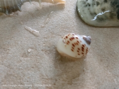 Paratectonatica tigrina