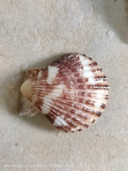 Talochlamys multistriata