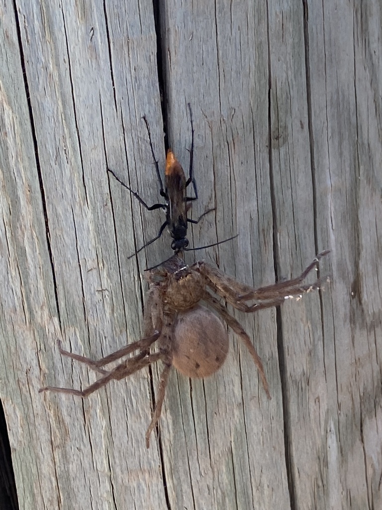 Asian Red-tailed Spider Wasp