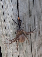 Asian Red-tailed Spider Wasp