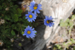 Felicia aethiopica