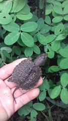 Chelydra acutirostris