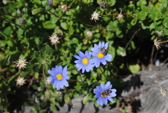 Felicia aethiopica
