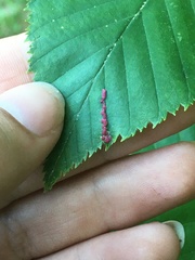 Acalitus longisetosus