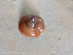 Desmaulus extinctorium