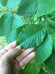 Acalitus longisetosus