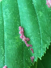 Acalitus longisetosus