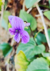 Viola japonica