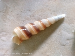 Terebra
