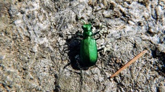 Cicindela denikei