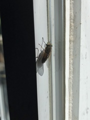 Tabanus nigrovittatus