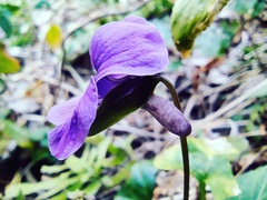 Viola japonica