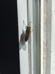 Tabanus nigrovittatus